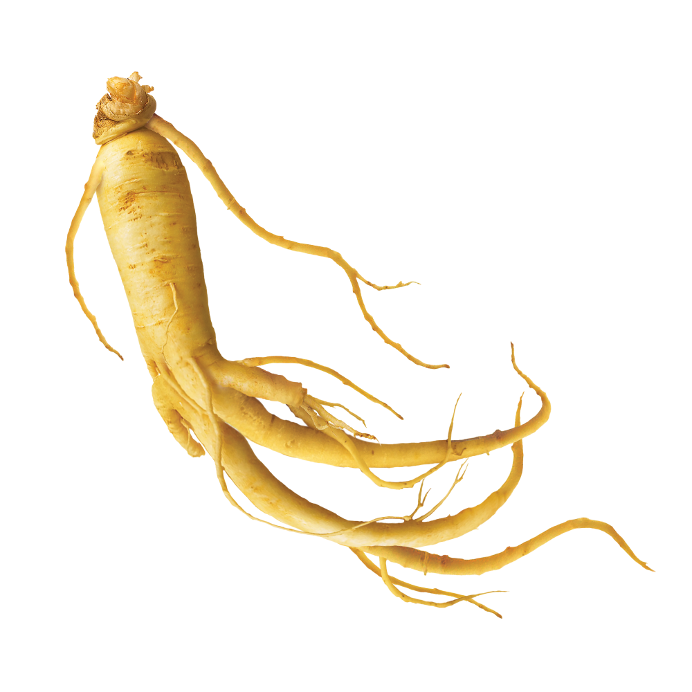 Ginseng levelek kivonata