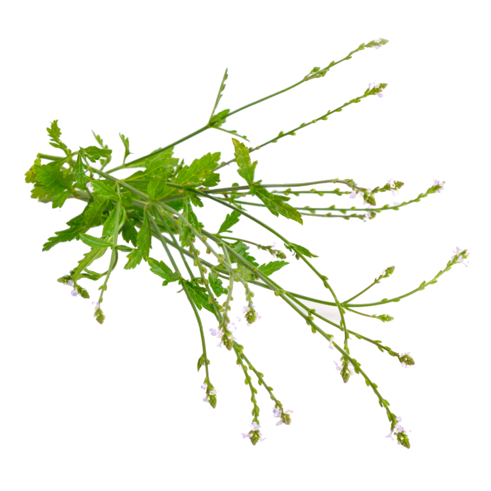 Közönséges vasfű