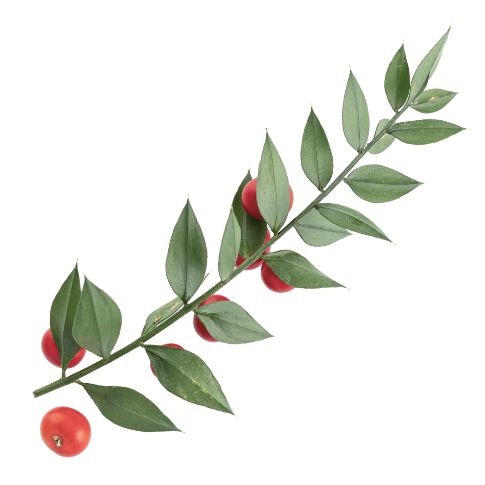 Szúrós csodabogyó kivonat