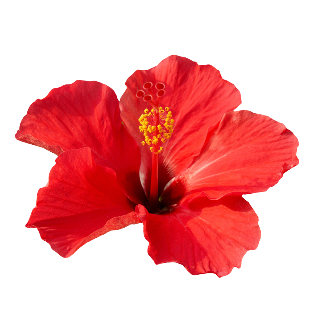 Hibiszkusz virág