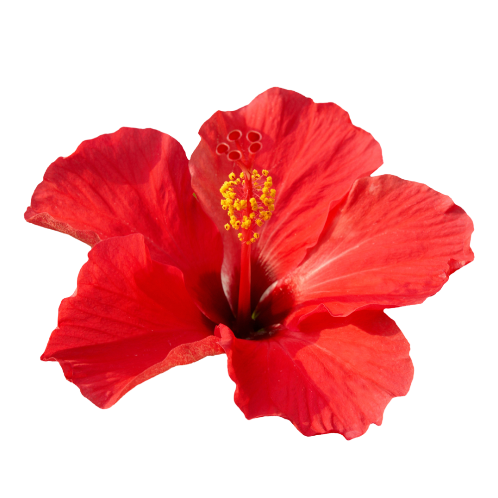 Hibiszkusz virág