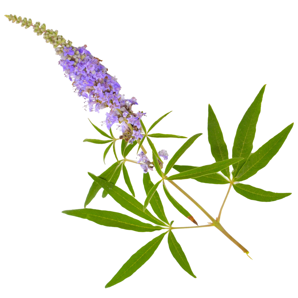 Barátcserje kivonat