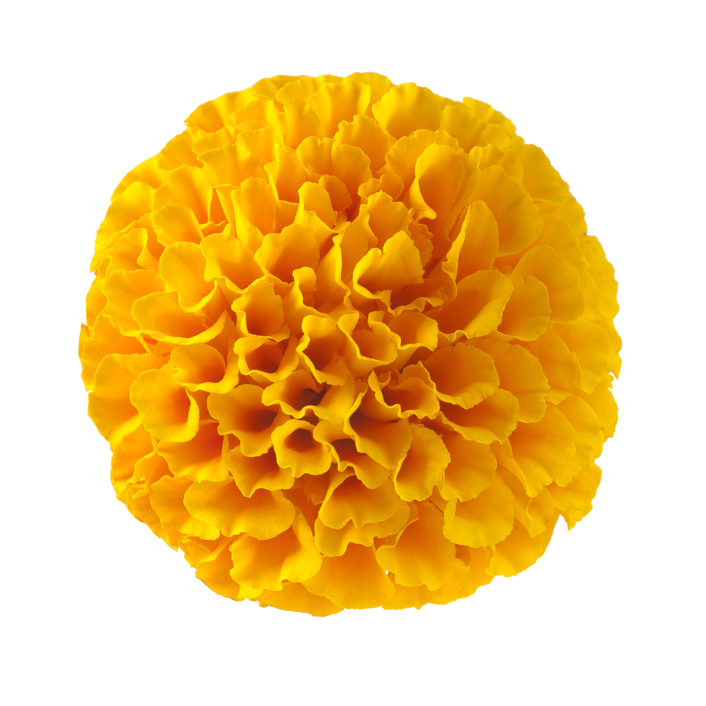 Sárga bársonyvirág kivonat