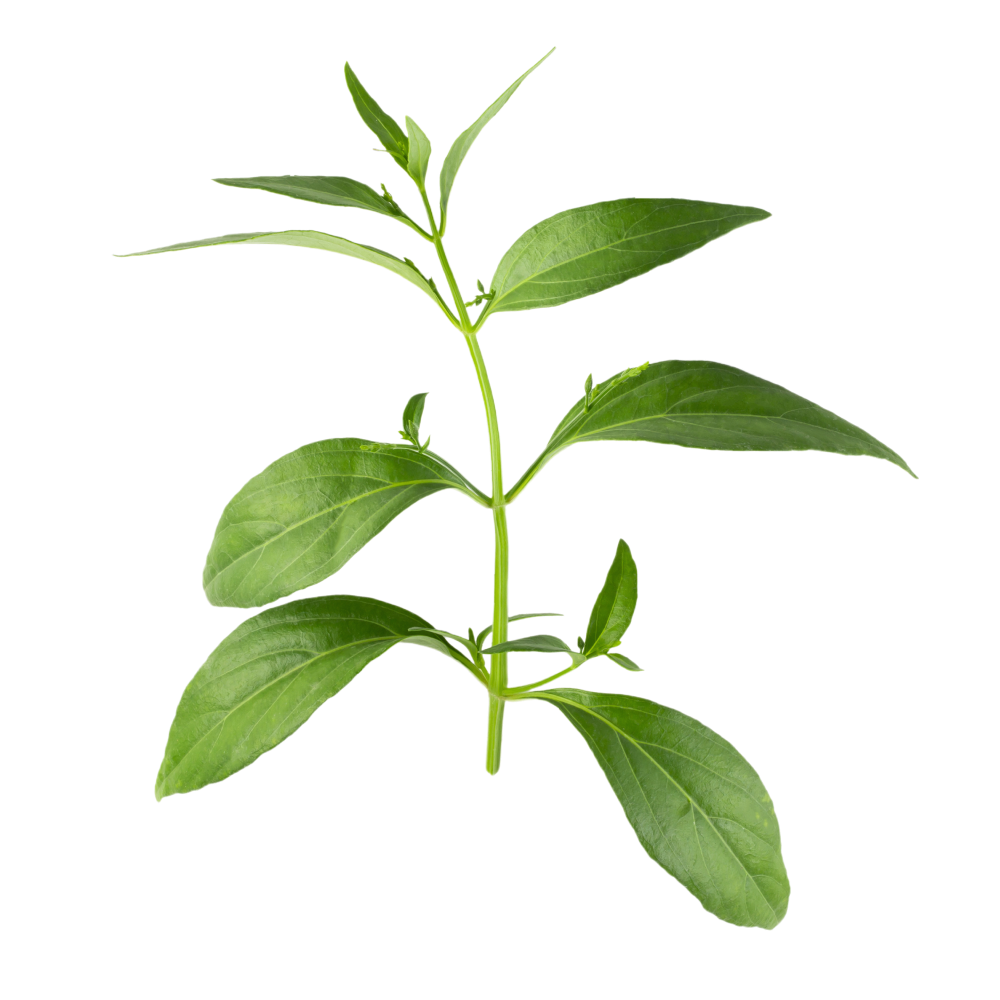 Kalmegh levelek kivonata