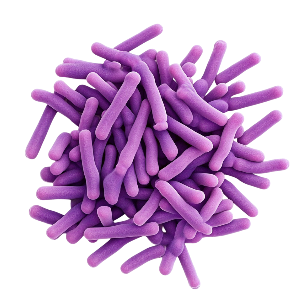 Baktériumkultúrák keveréke