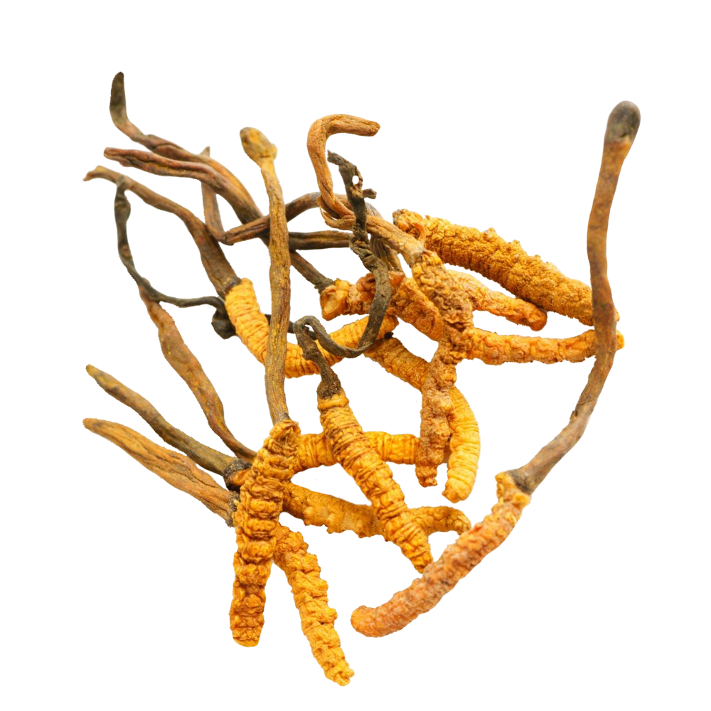Cordyceps kivonat