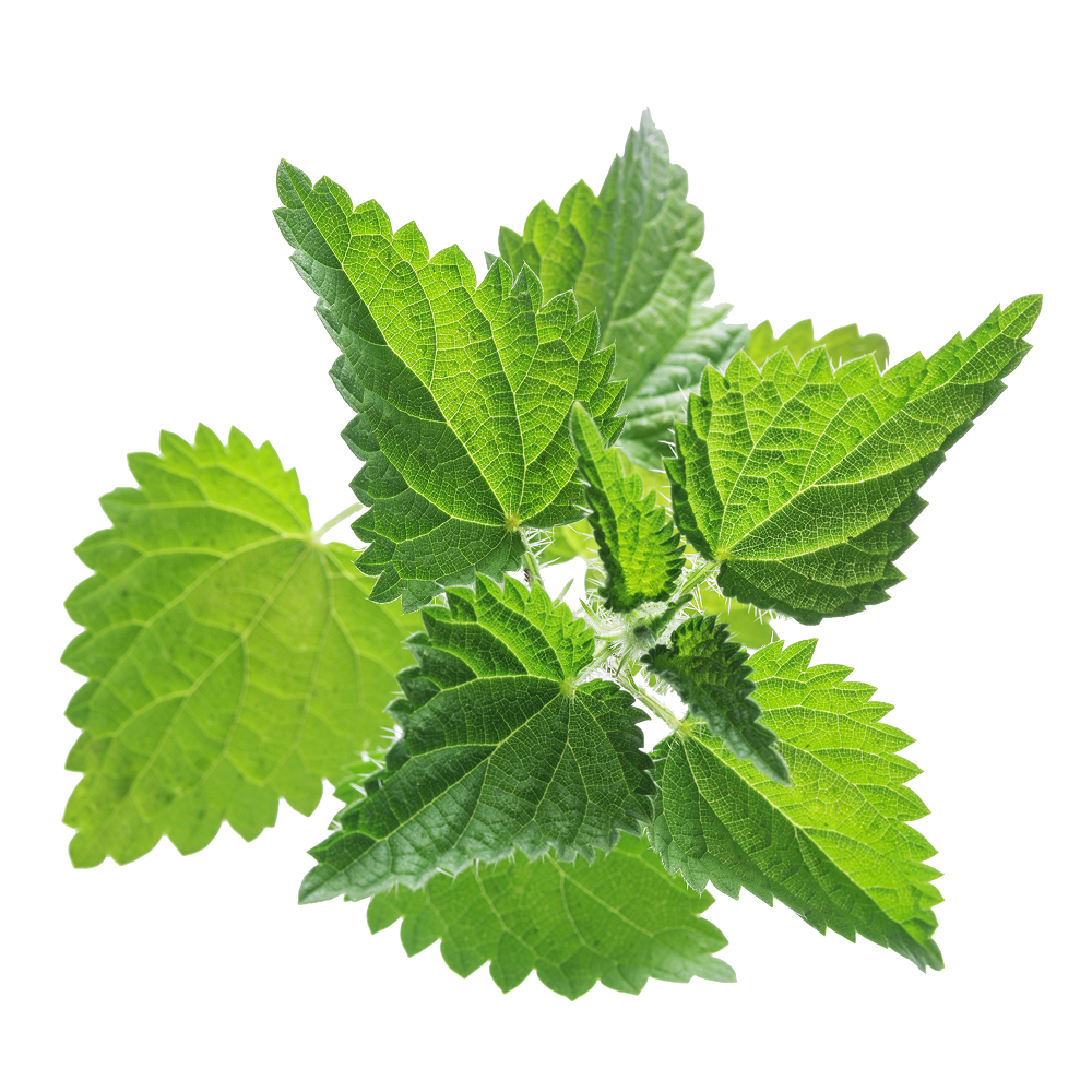 Nagy csalán kivonat